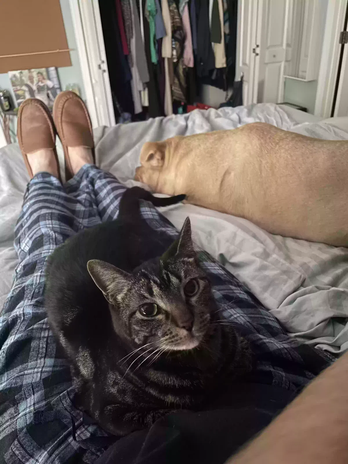 Lost cat in Kissimmee, FL, 34759