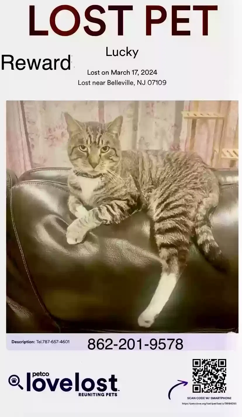 Lost cat in Belleville, NJ, 7109