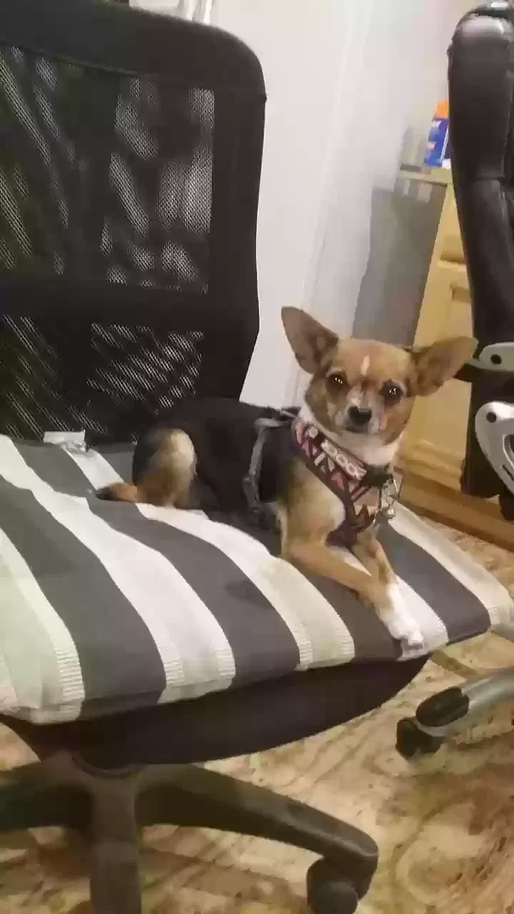 Lost dog in San Antonio, TX, 78264
