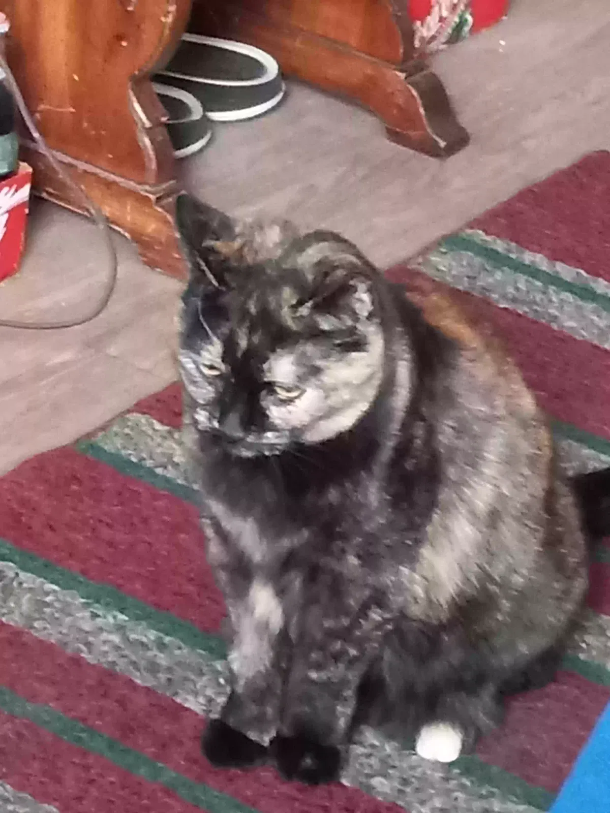 Lost cat in Denver, CO, 80203