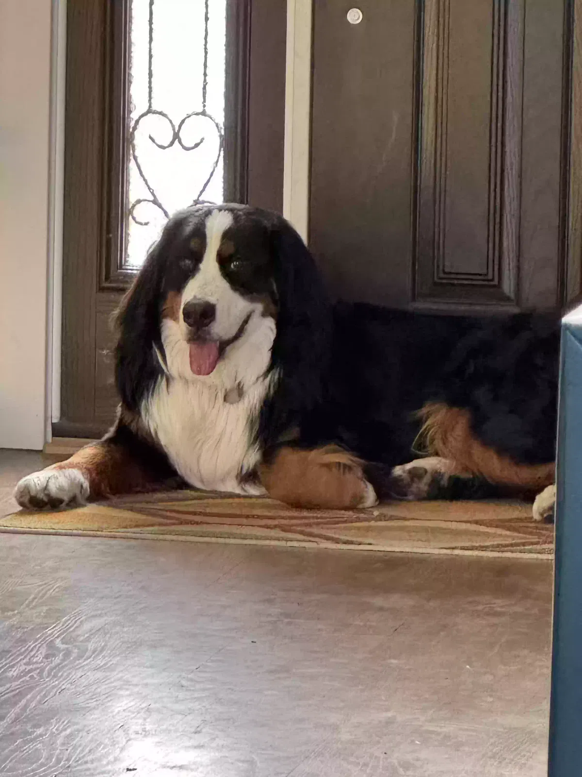 Lost dog in Denver, CO, 80211