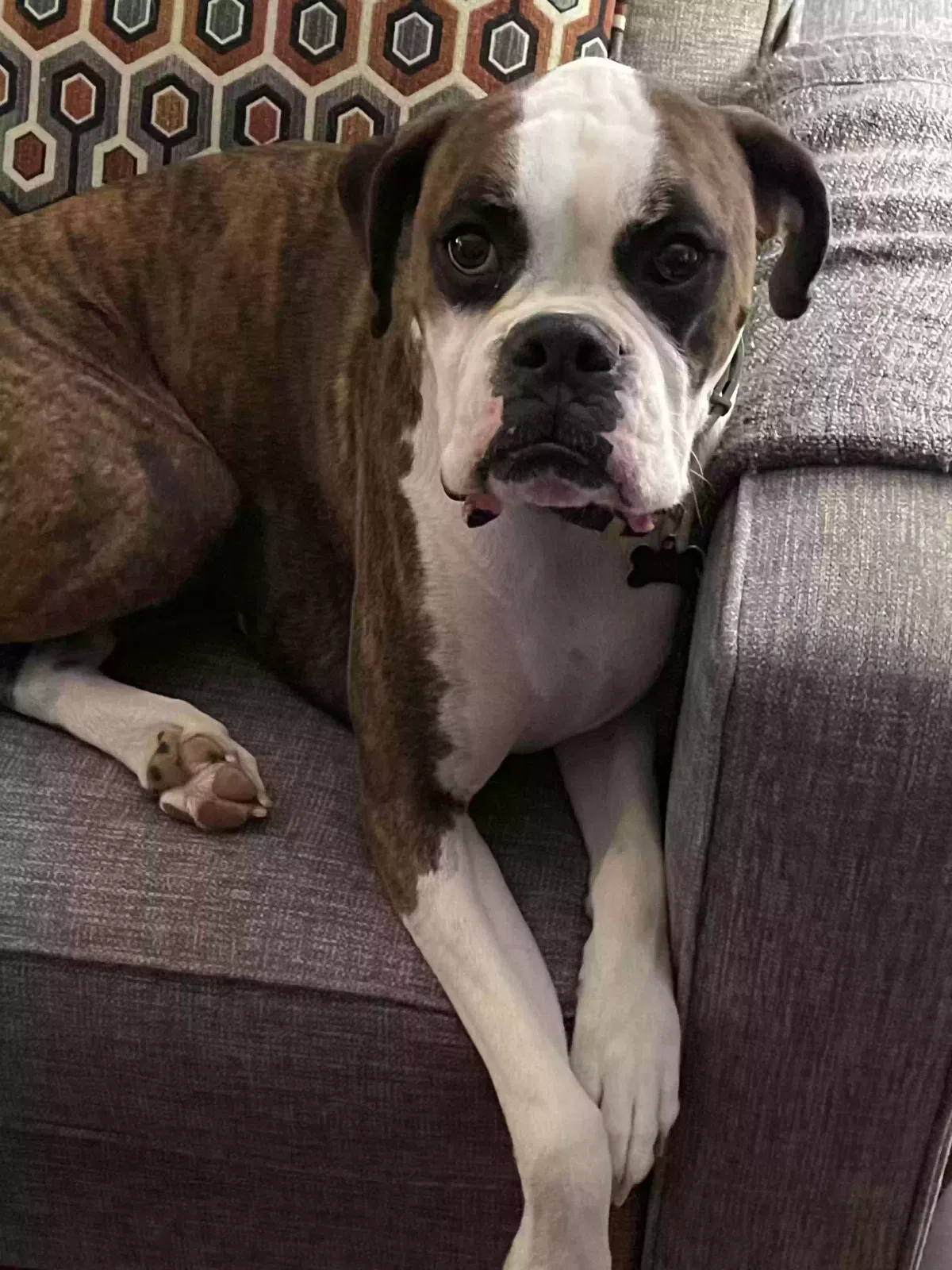 Lost dog in Talent, OR, 97540