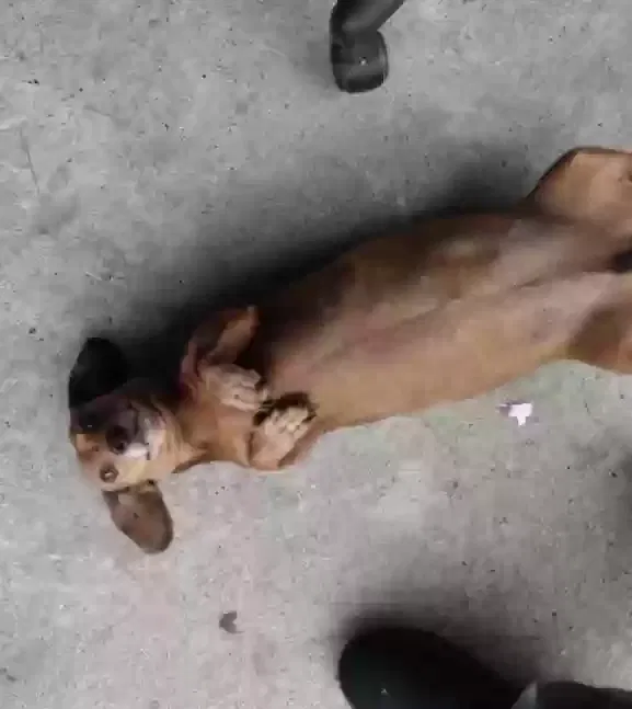 Lost dog in Houston, TX, 77066