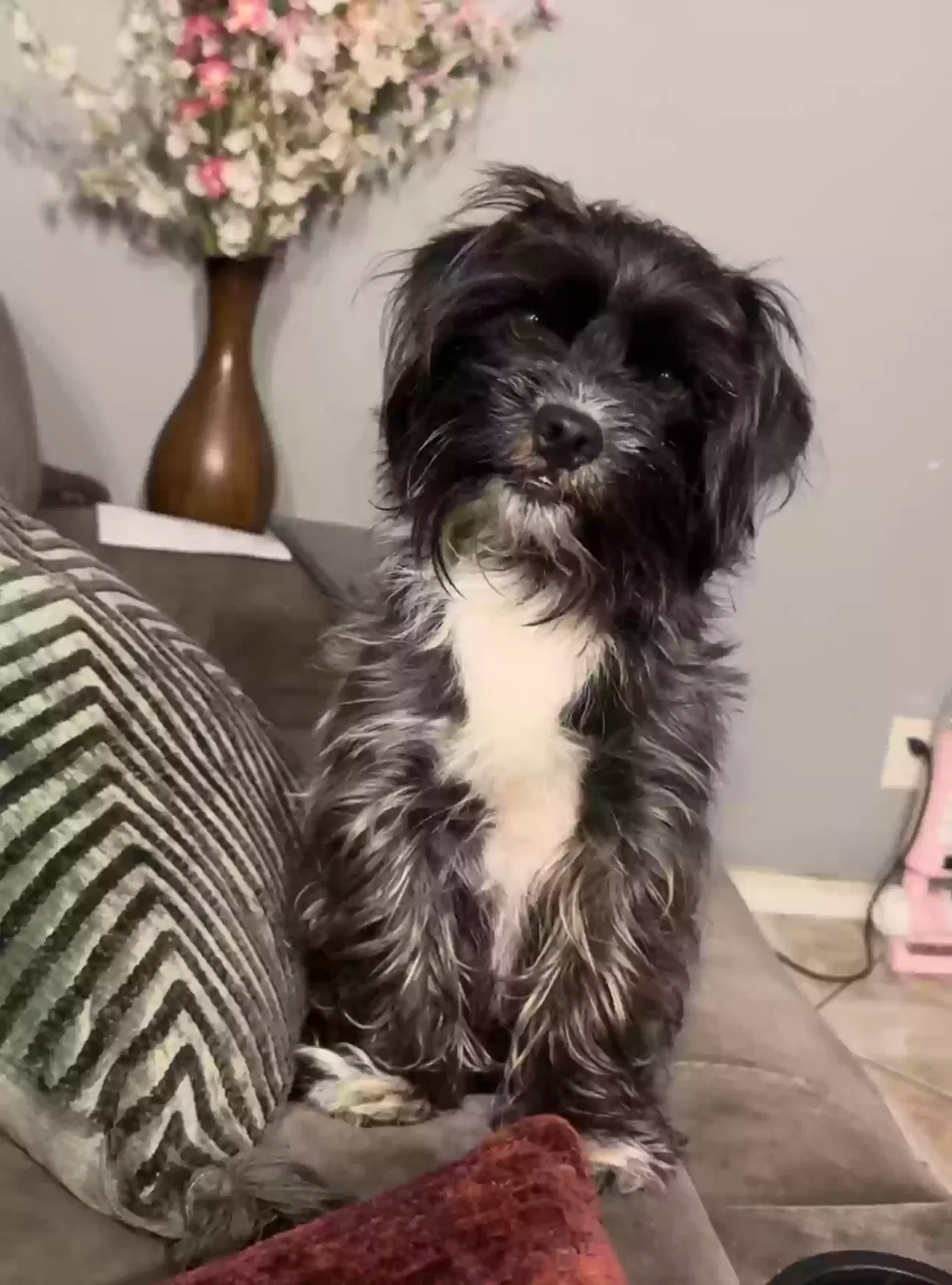 Lost dog in Oxnard, CA, 93033