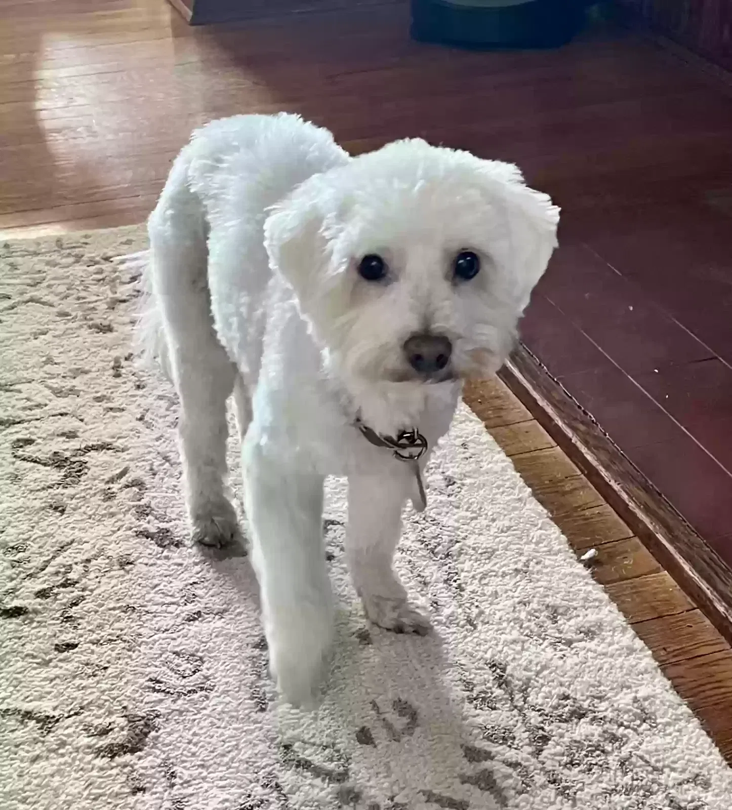 Lost dog in Akron, OH, 44313