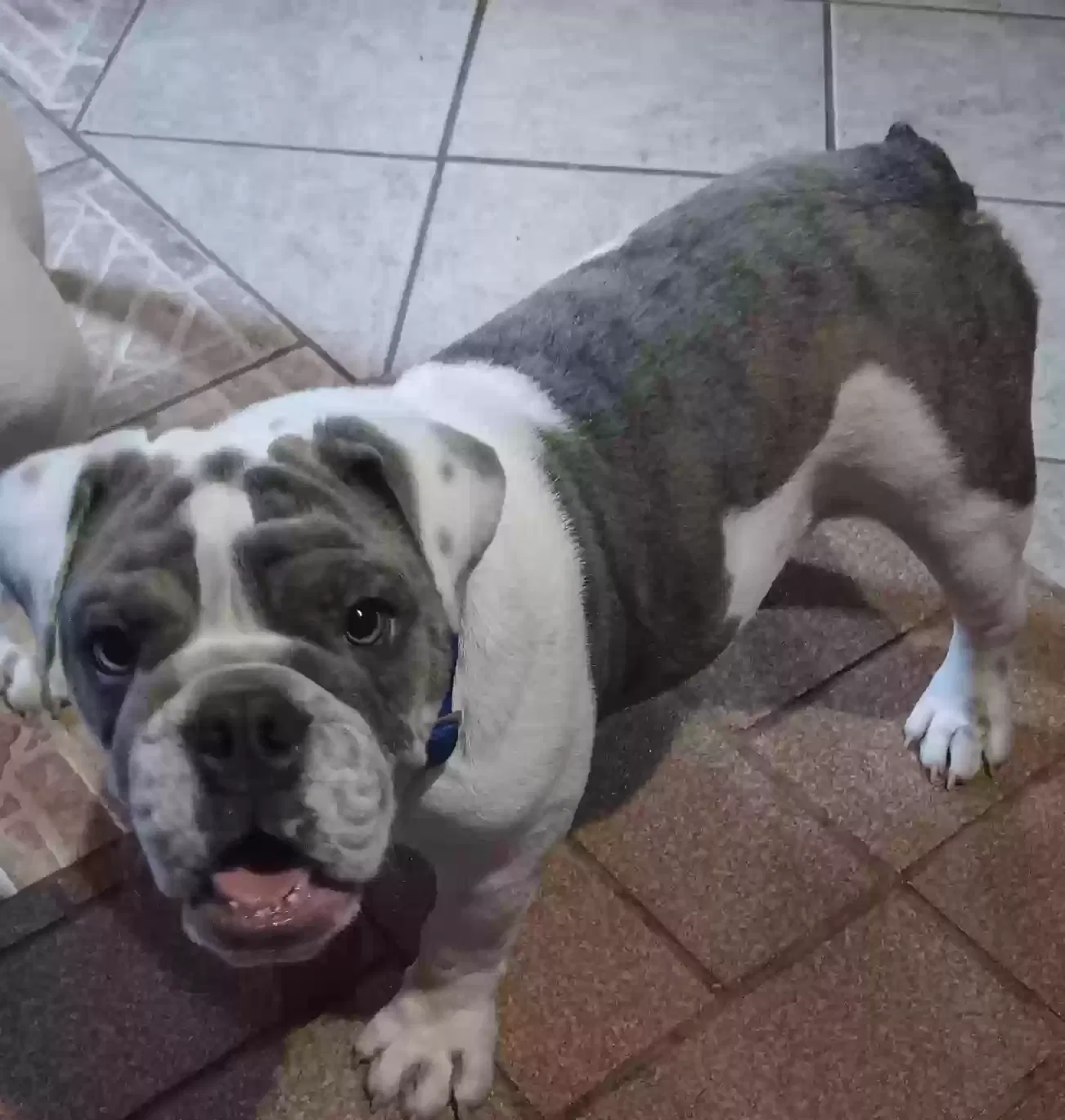 Lost dog in Kissimmee, FL, 34758