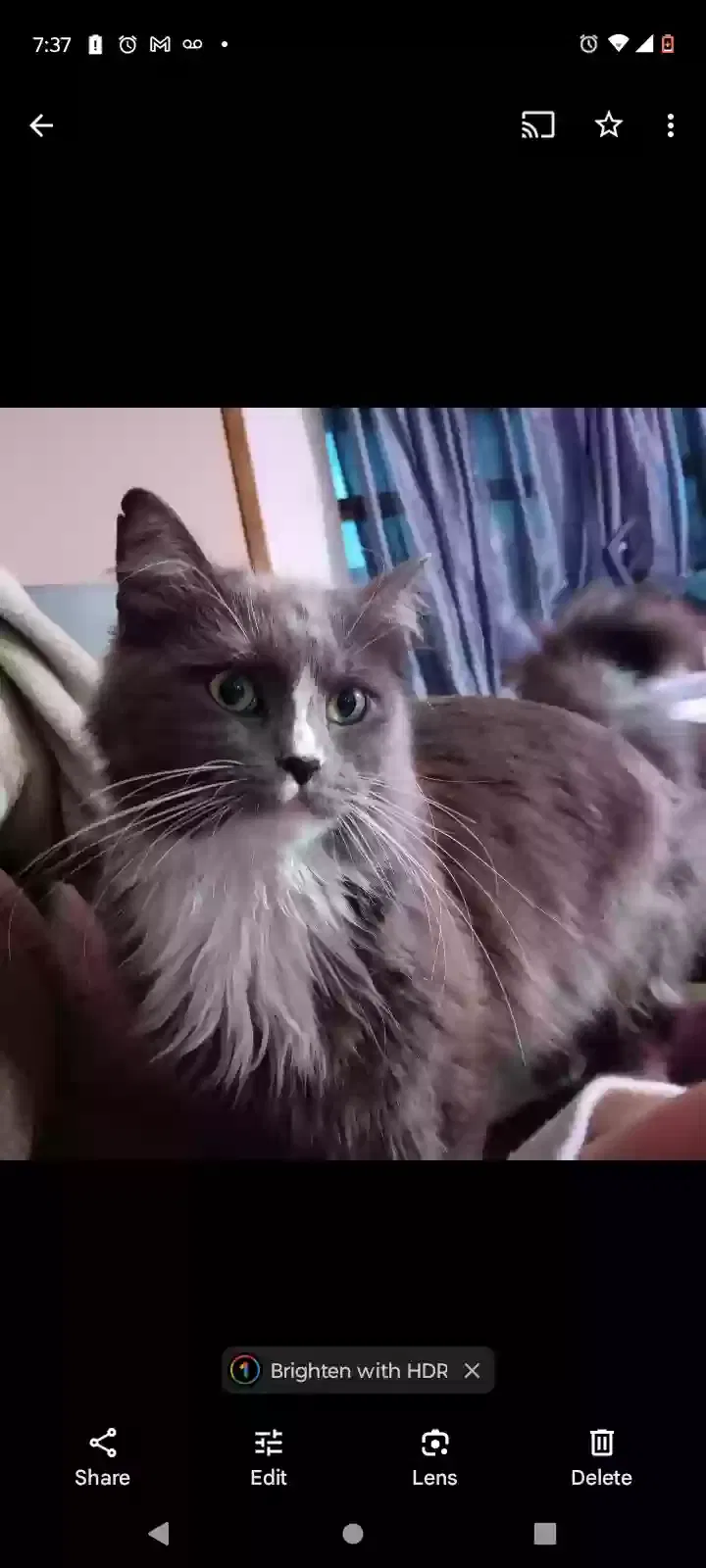 Lost cat in Saint Joseph, MO, 64505