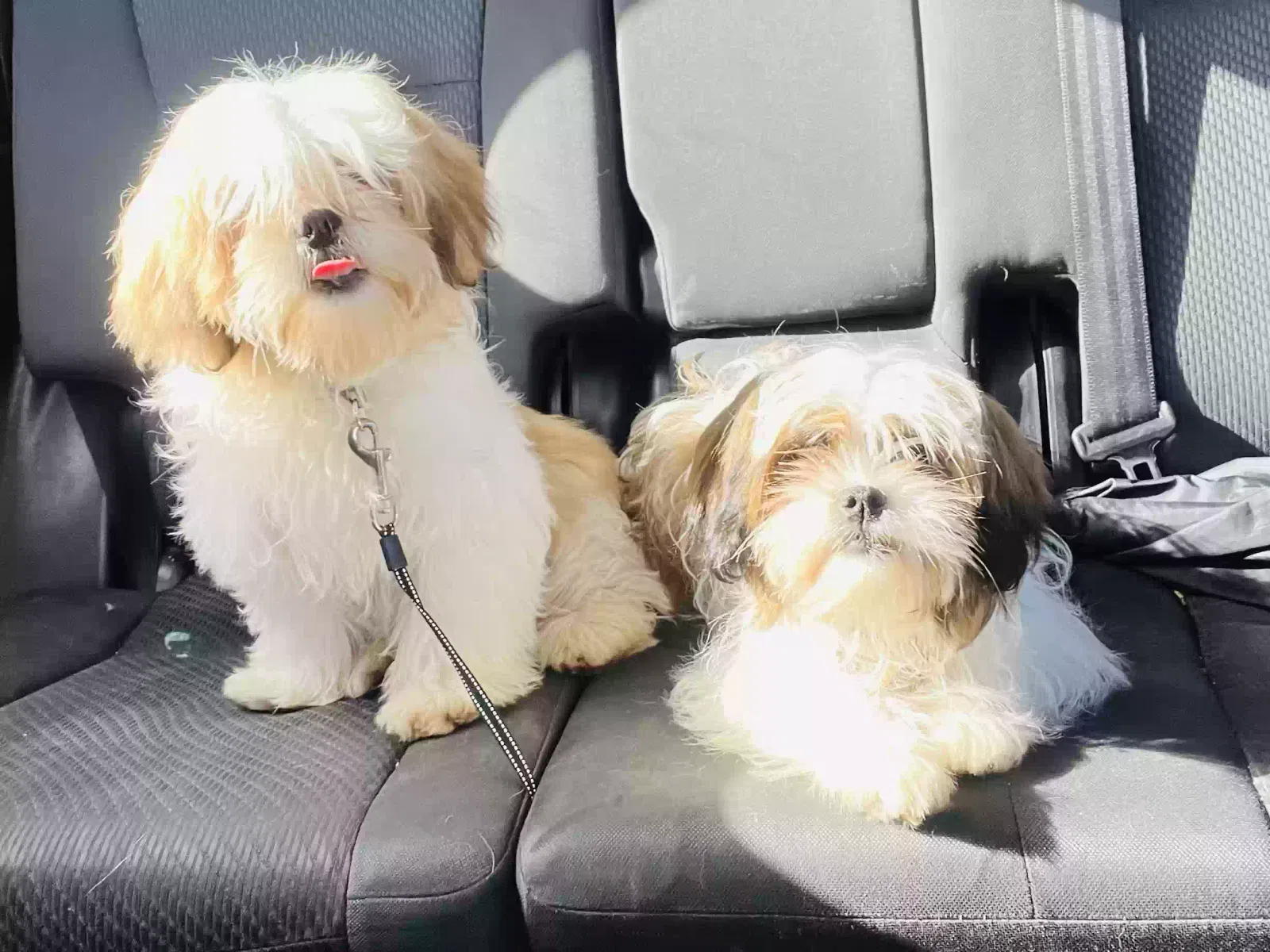 Lost dog in Oakland, CA, 94601