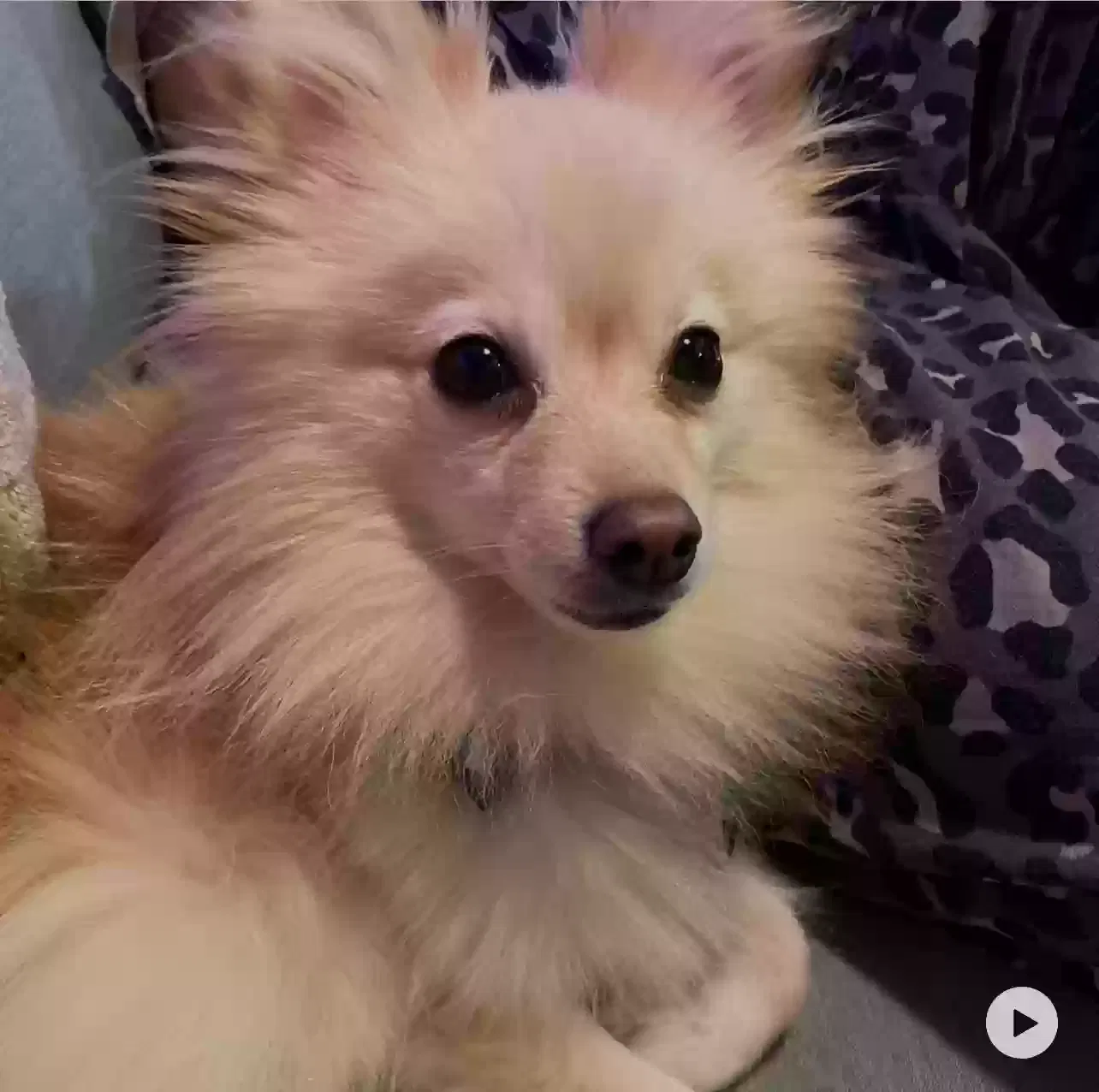 Lost dog in Sacramento, CA, 95826