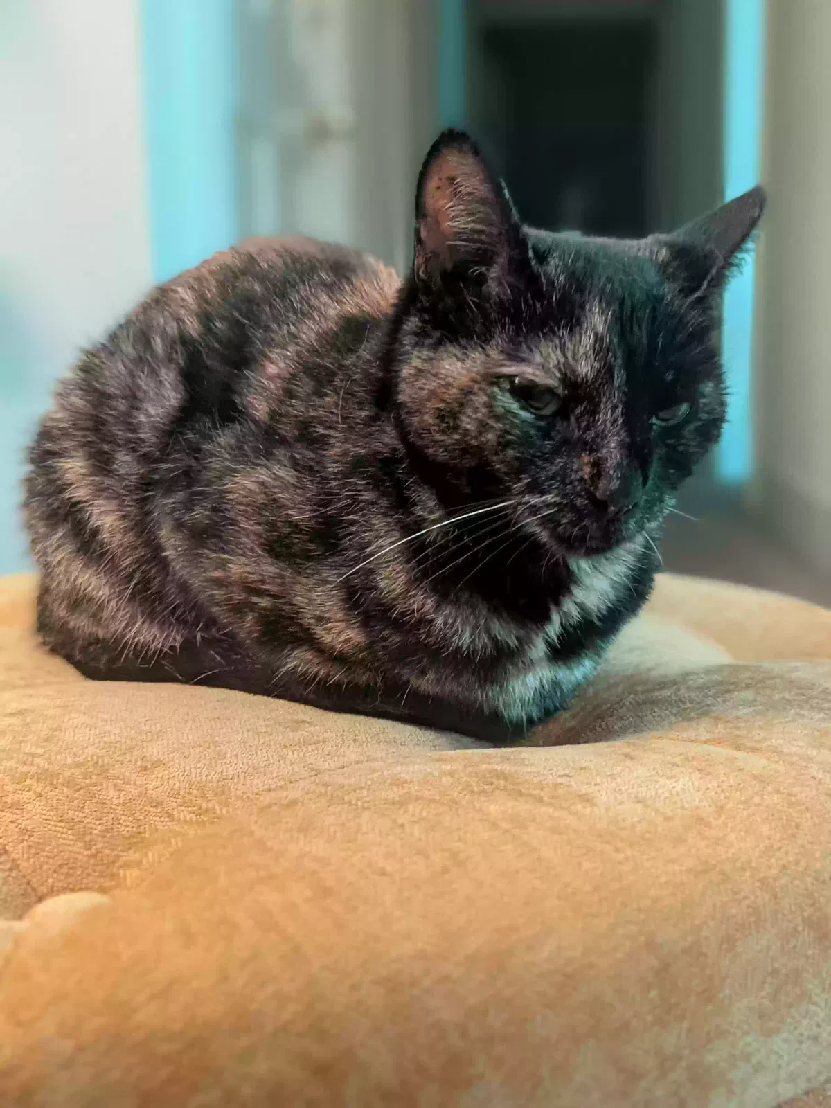 Lost cat in White Plains, NY, 10603