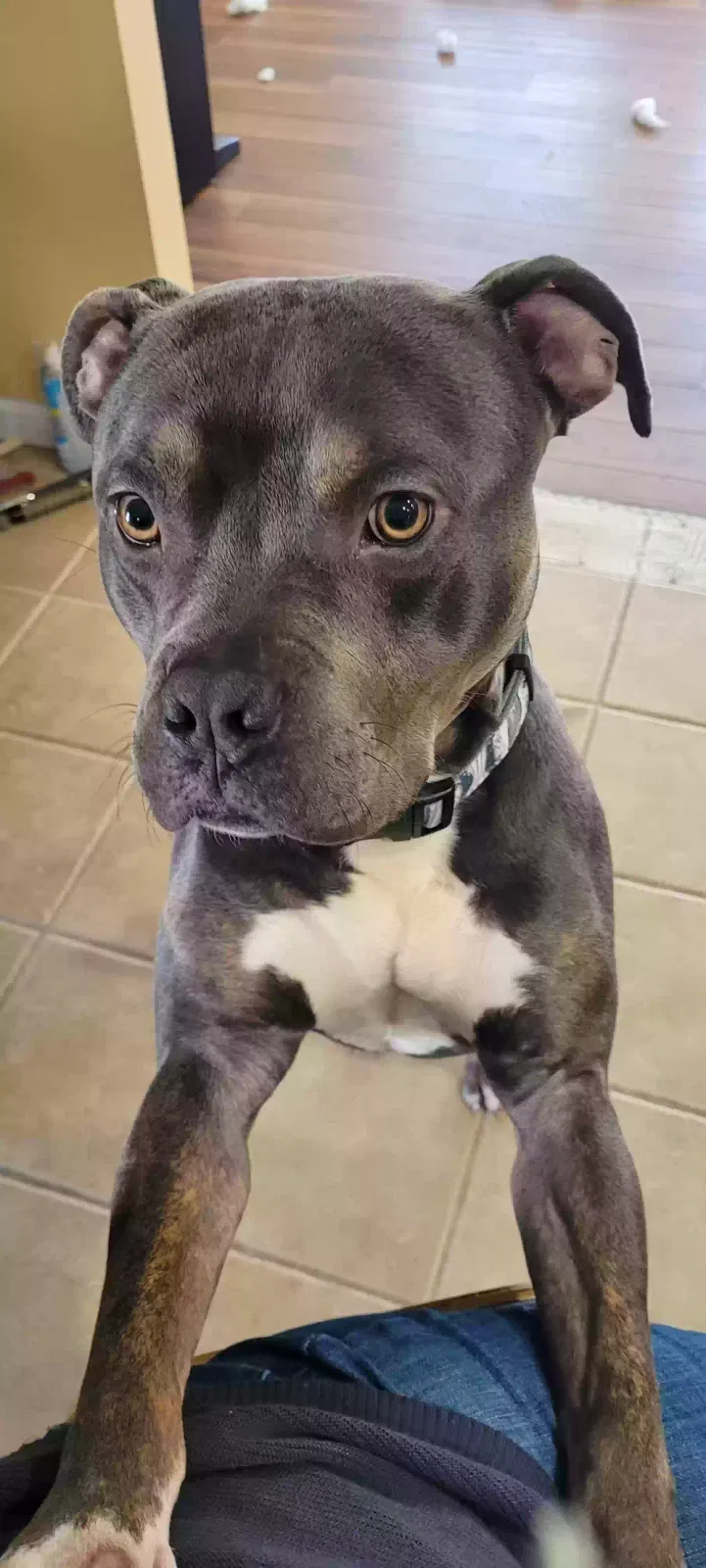 Found dog in Mascoutah, IL, 62258