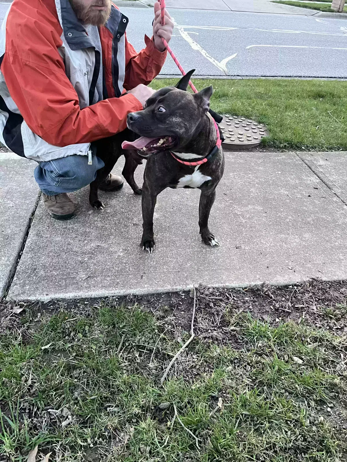Found dog in Groveport, OH, 43125