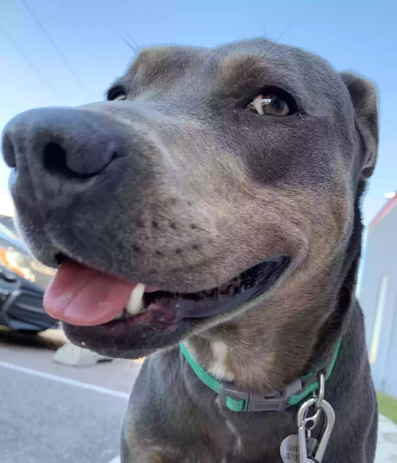 Found dog in Oklahoma City, OK, 73110