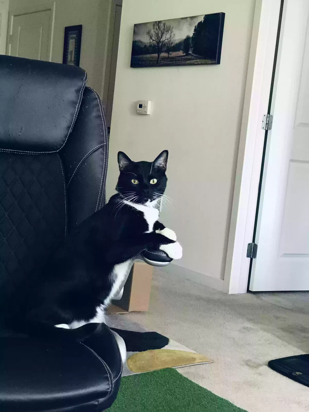 Lost cat in Fremont, CA, 94536