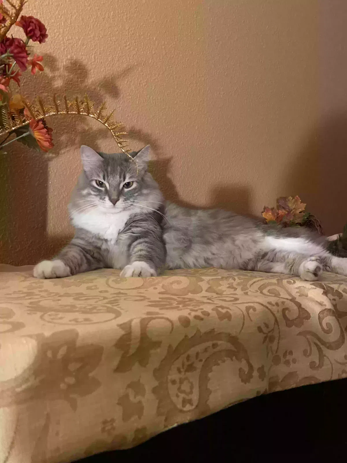 Lost cat in San Antonio, TX, 78250