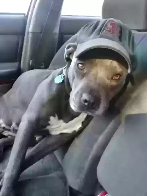 Lost dog in Jonesboro, IL, 62952