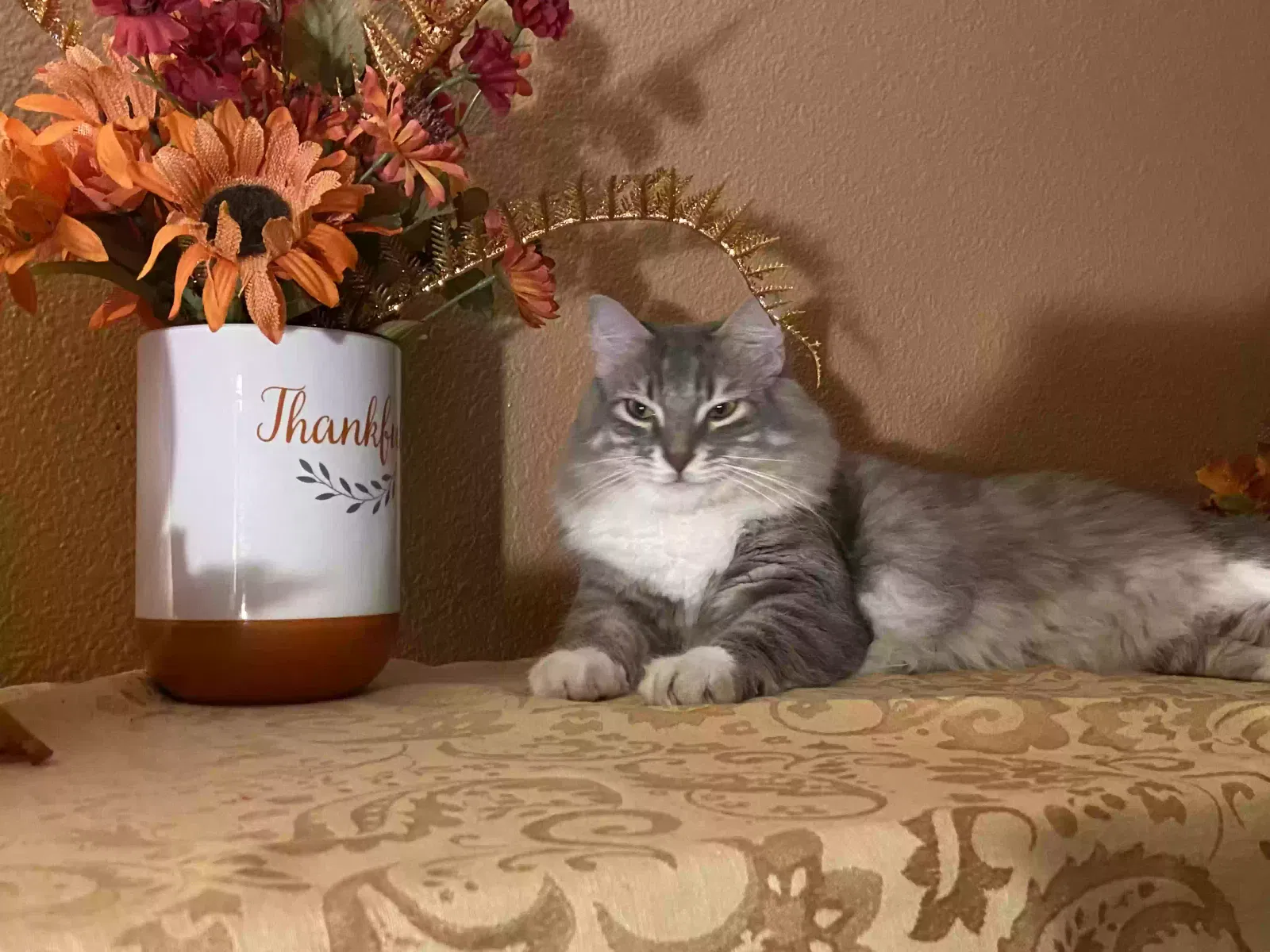 Lost cat in San Antonio, TX, 78250
