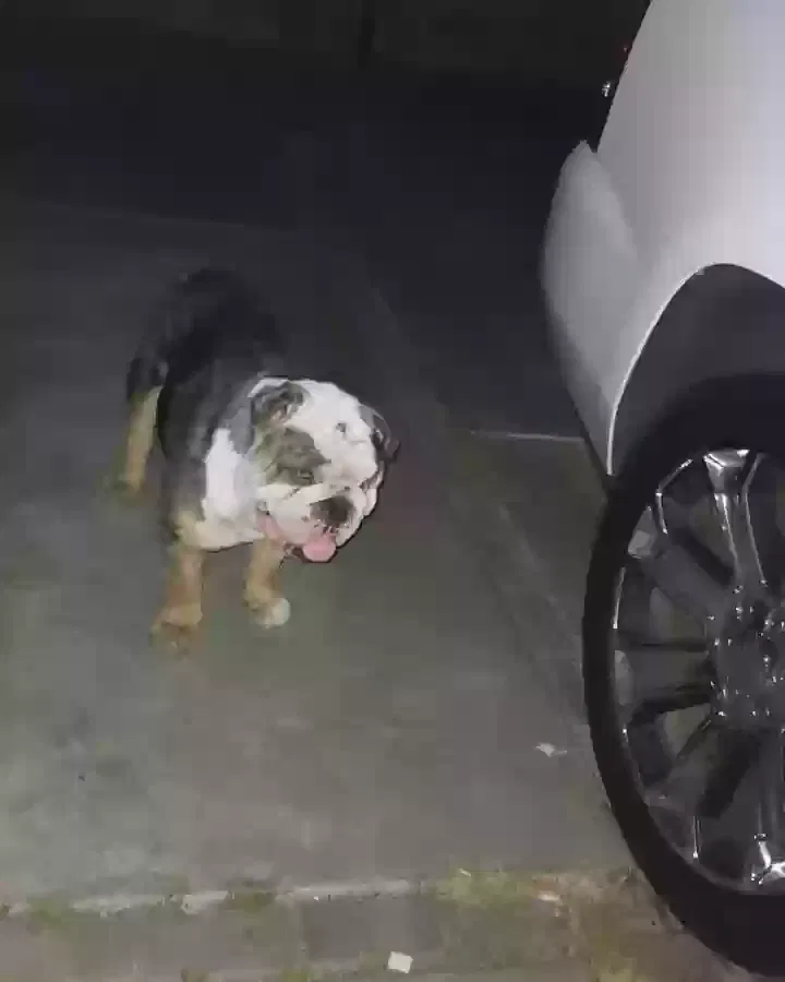 Lost dog in Los Angeles, CA, 90062