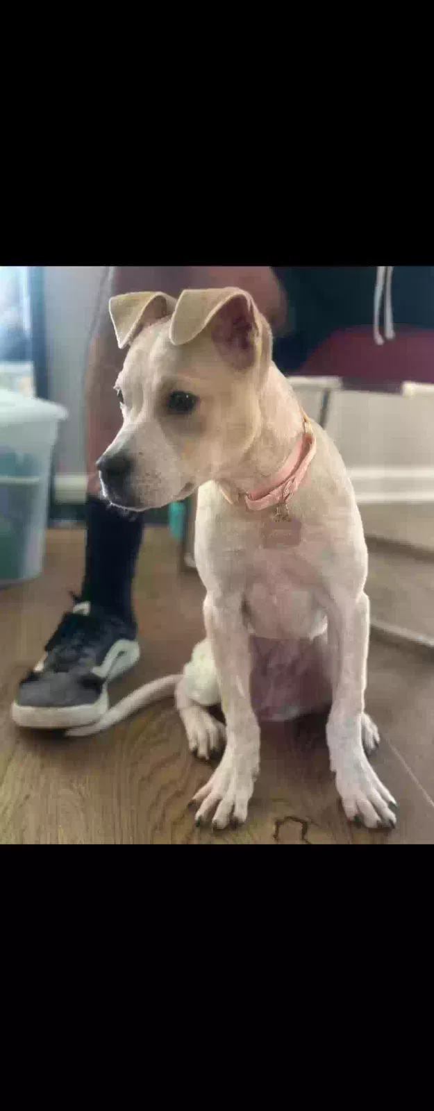 Lost dog in Universal City, TX, 78148