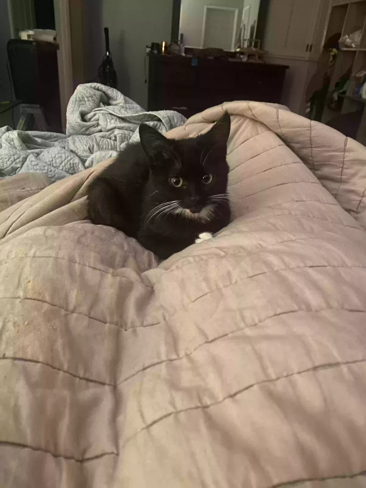 Lost cat in Costa Mesa, CA, 92626