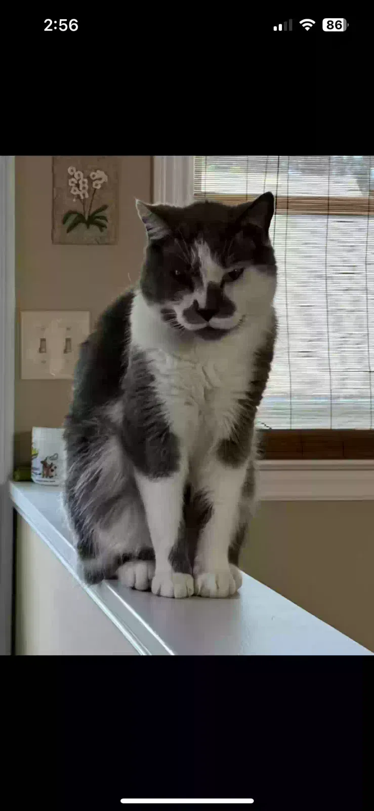 Lost cat in Freehold, NJ, 7728