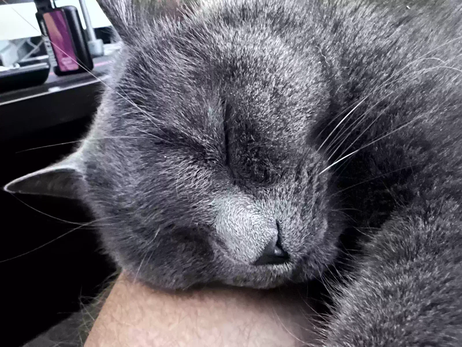 Lost cat in Lake Orion, MI, 48360