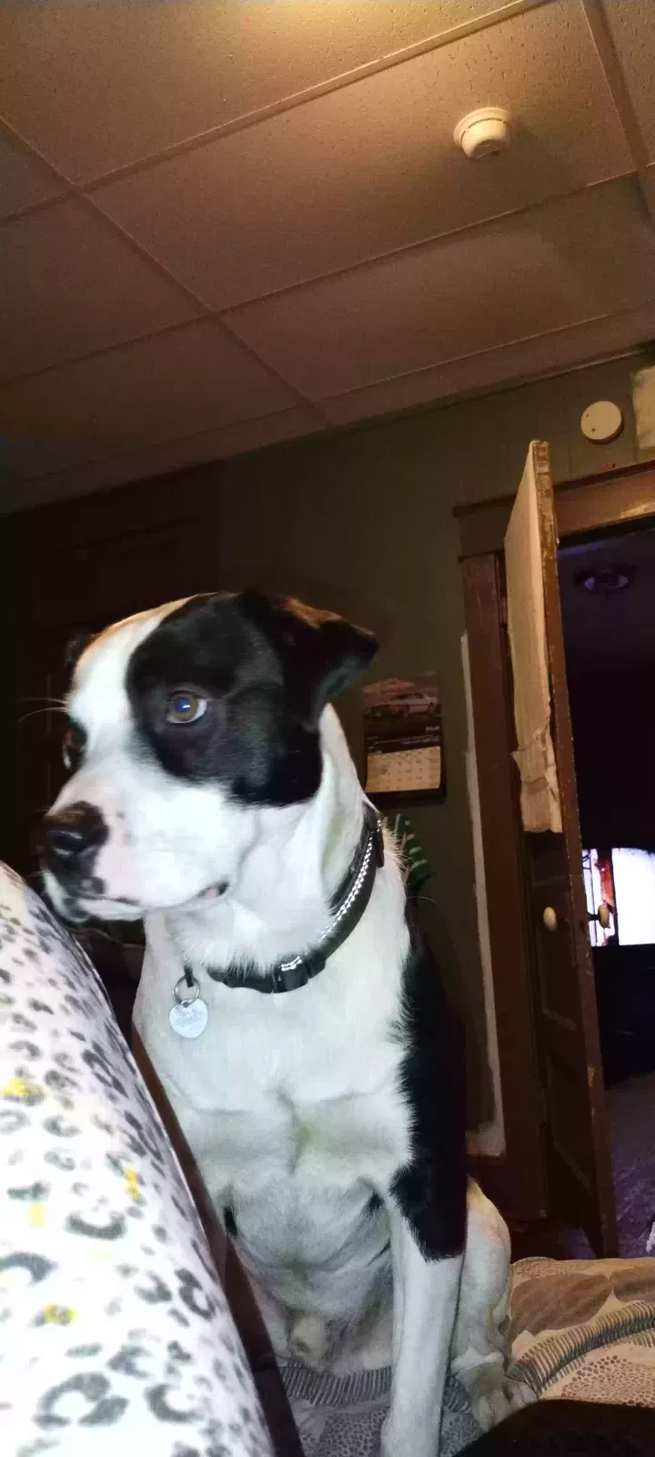 Lost dog in Springfield, MO, 65806