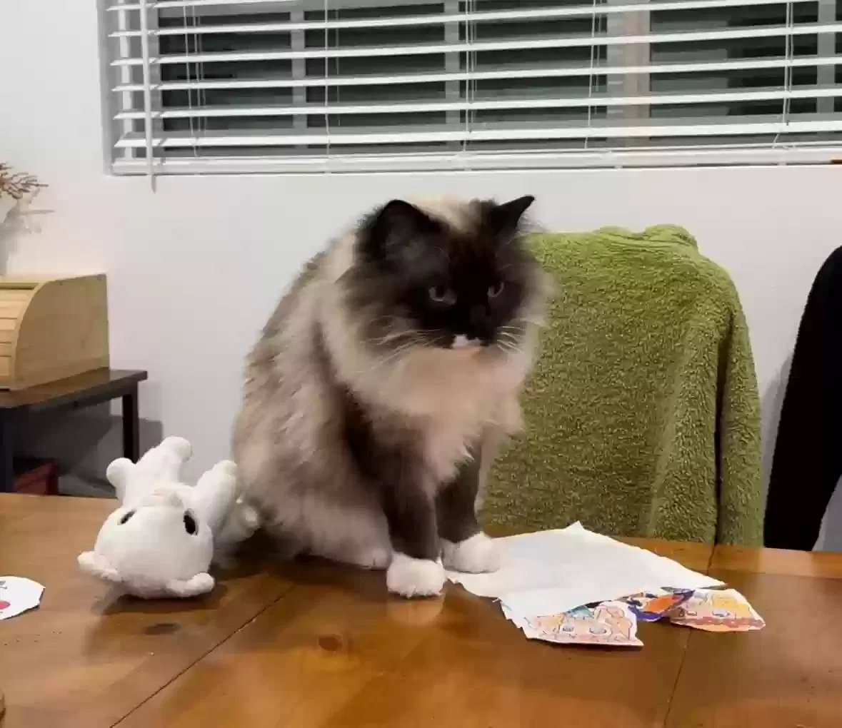 Lost cat in Rancho Cucamonga, CA, 91701