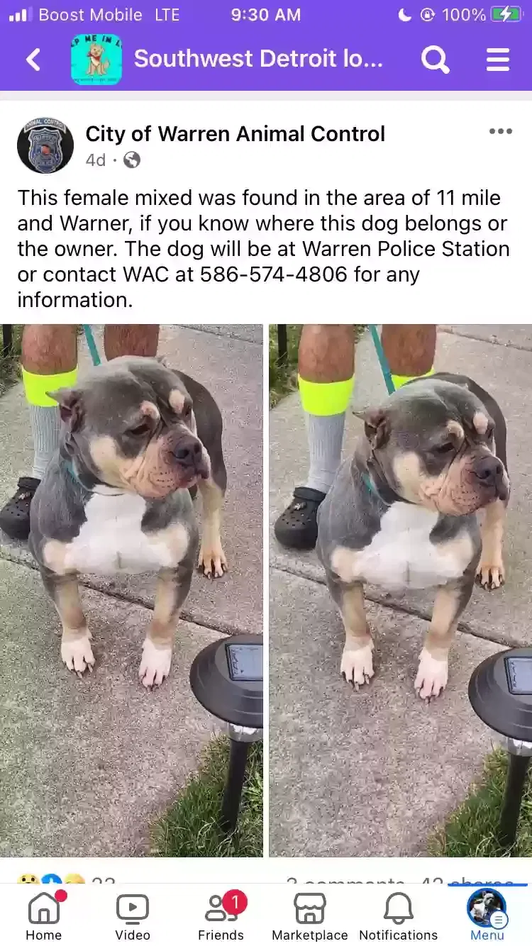 Lost dog in Warren, MI, 48092