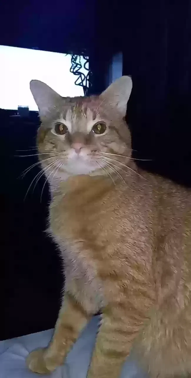Lost cat in Grant, MI, 49327