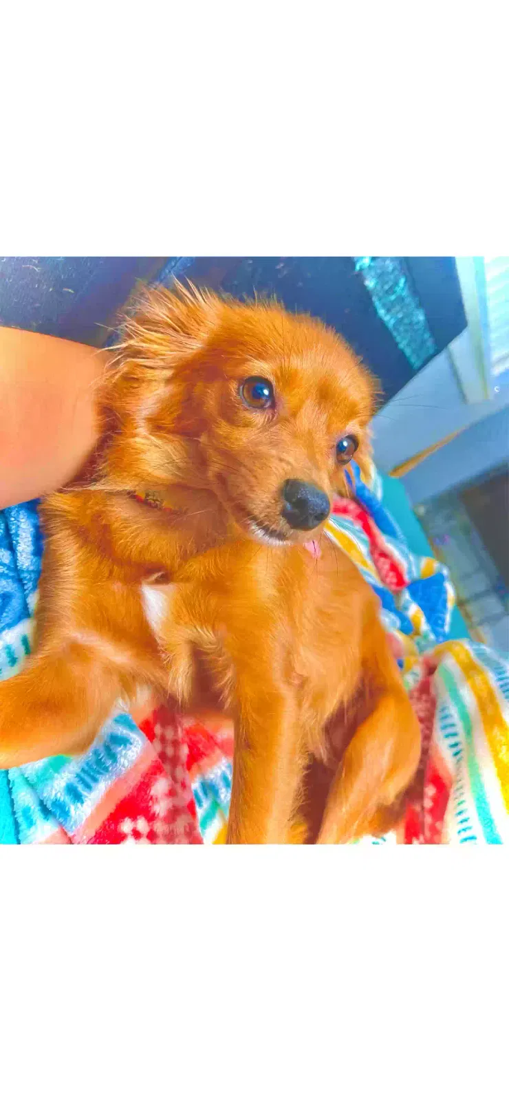 Lost dog in Houston, TX, 77022