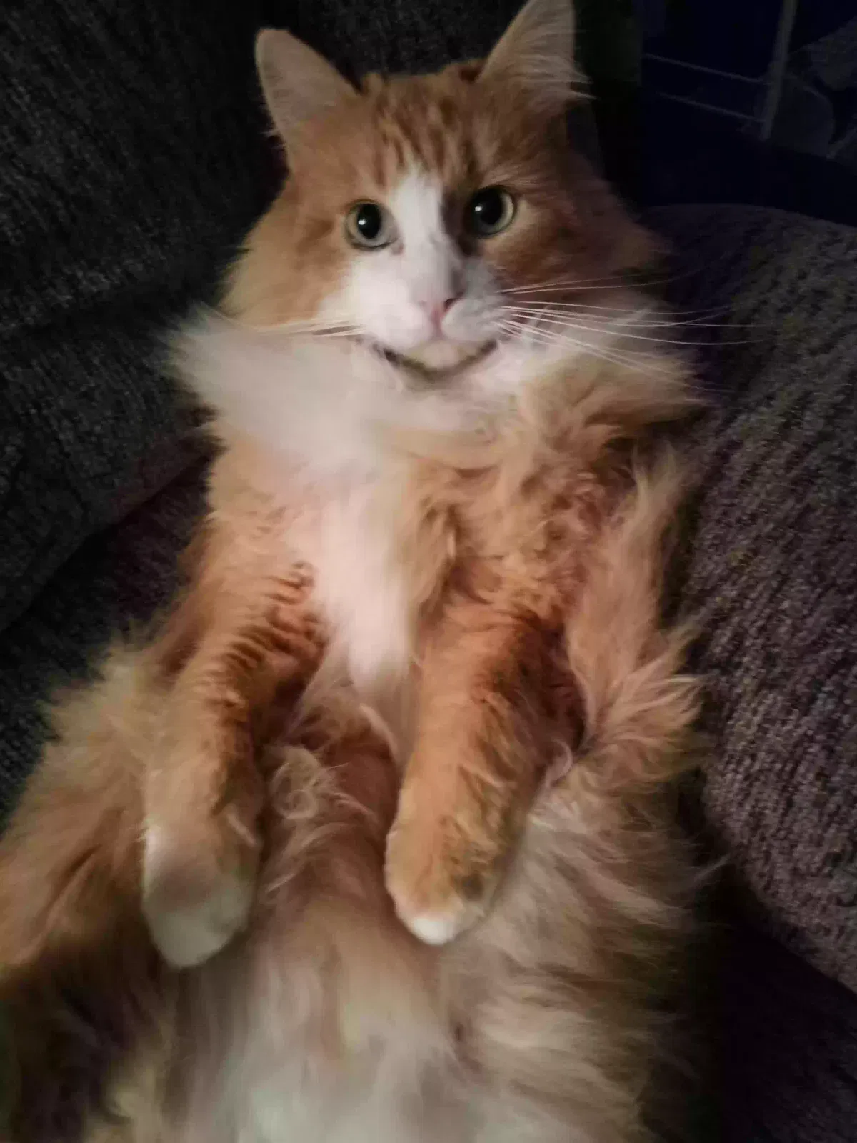 Lost cat in Everett, WA, 98203