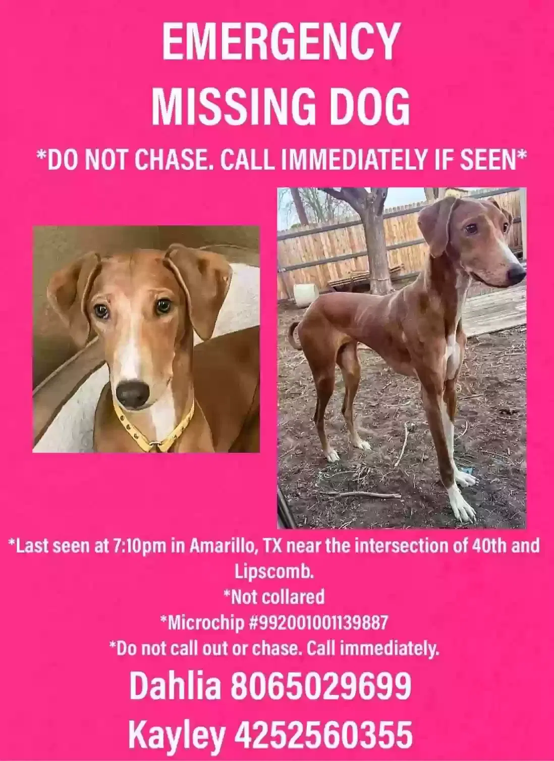 Lost dog in Amarillo, TX, 79110