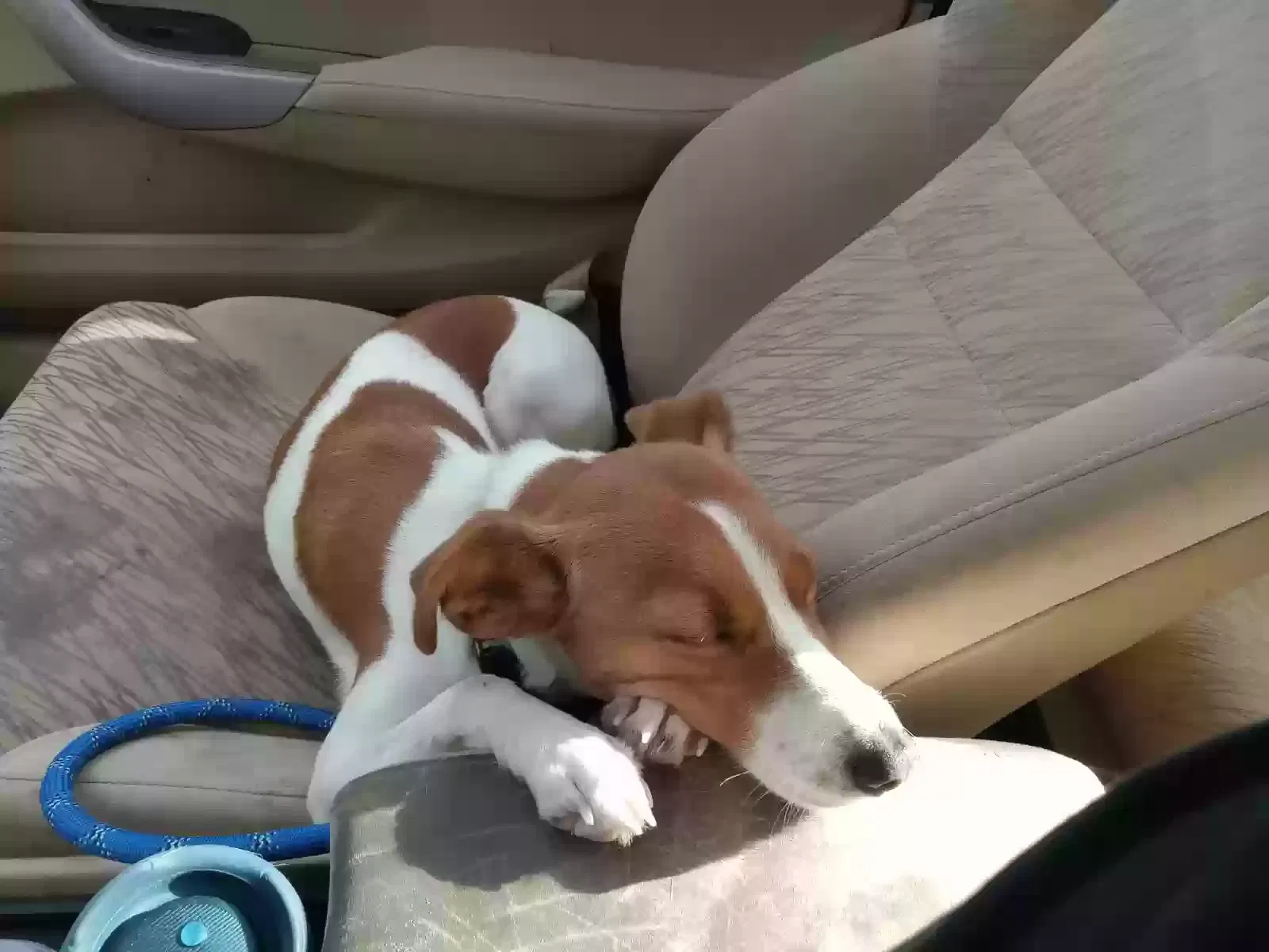 Lost dog in Riverside, CA, 92507