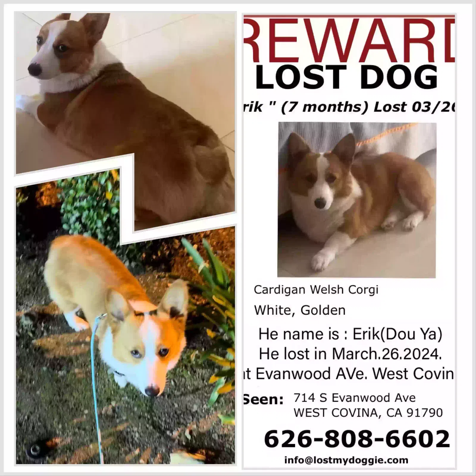 Lost dog in West Covina, CA, 91790