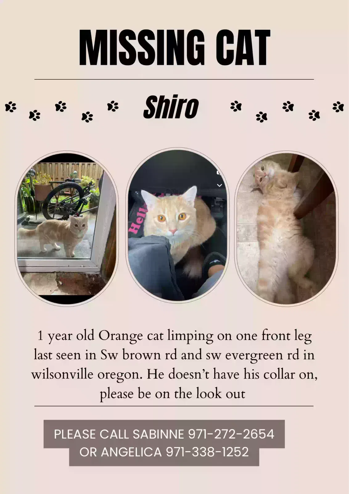 Lost cat in Wilsonville, OR, 97070