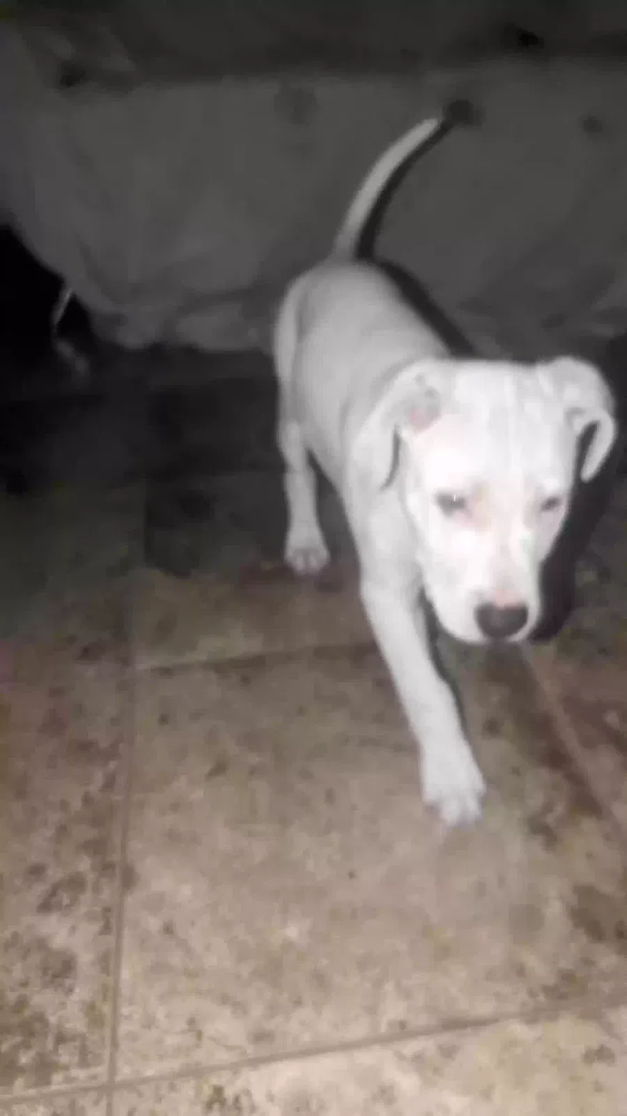 Found dog in Gretna, LA, 70056
