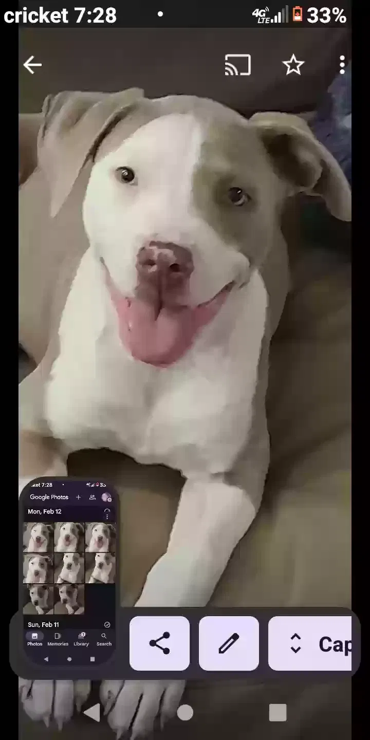 Lost dog in San Antonio, TX, 78249