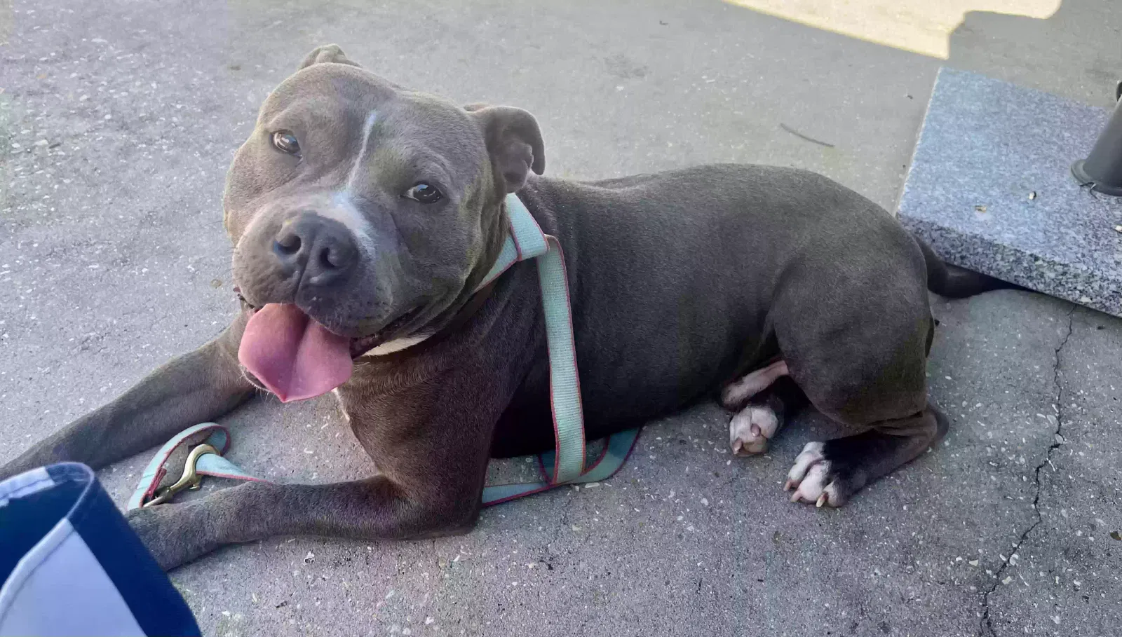Found dog in Baton Rouge, LA, 70806