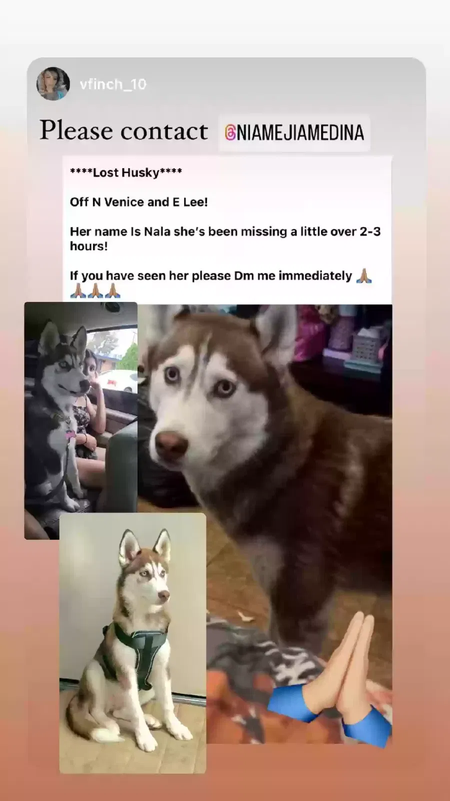 Lost dog in Tucson, AZ, 85712