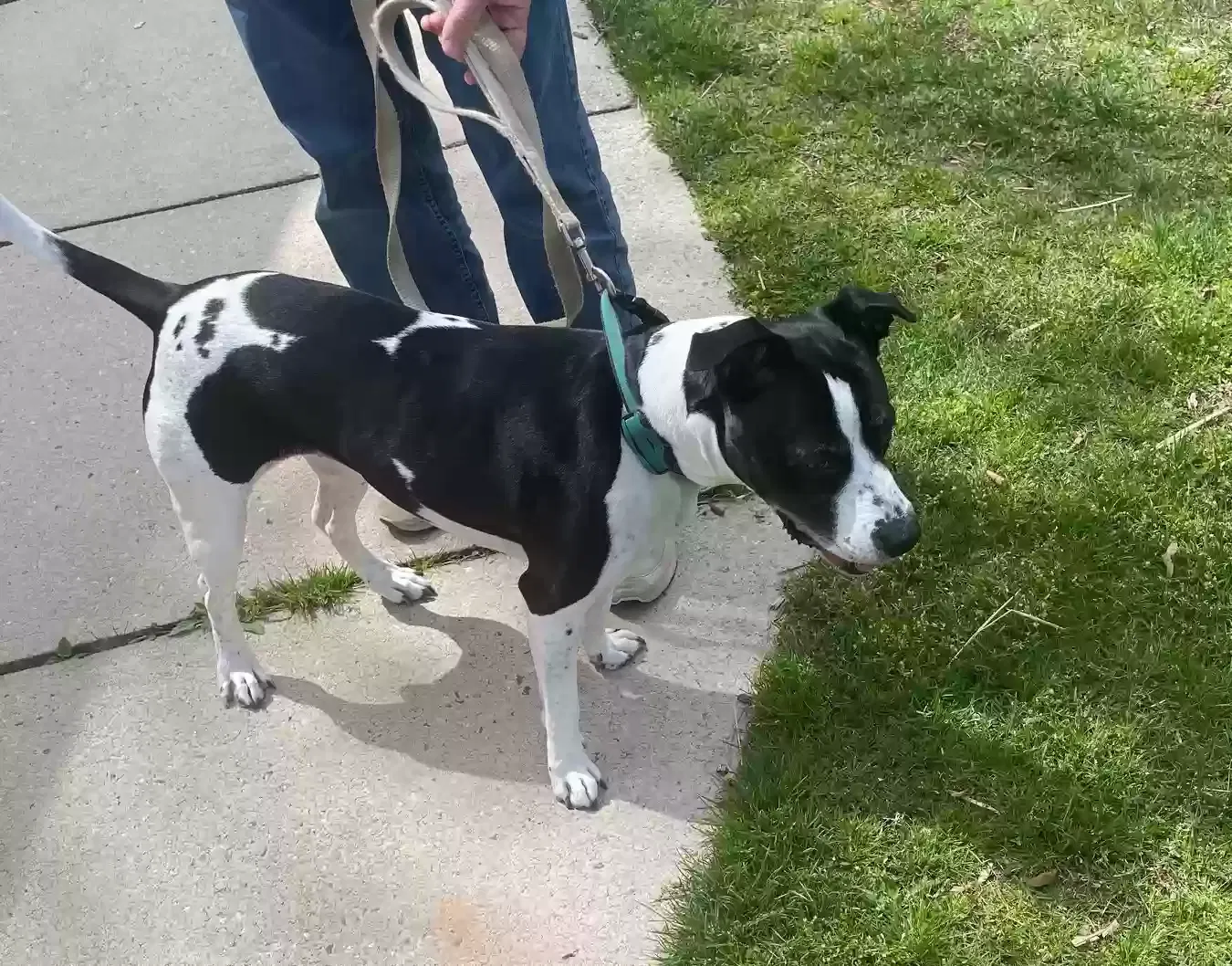 Found dog in Kernersville, NC, 27284