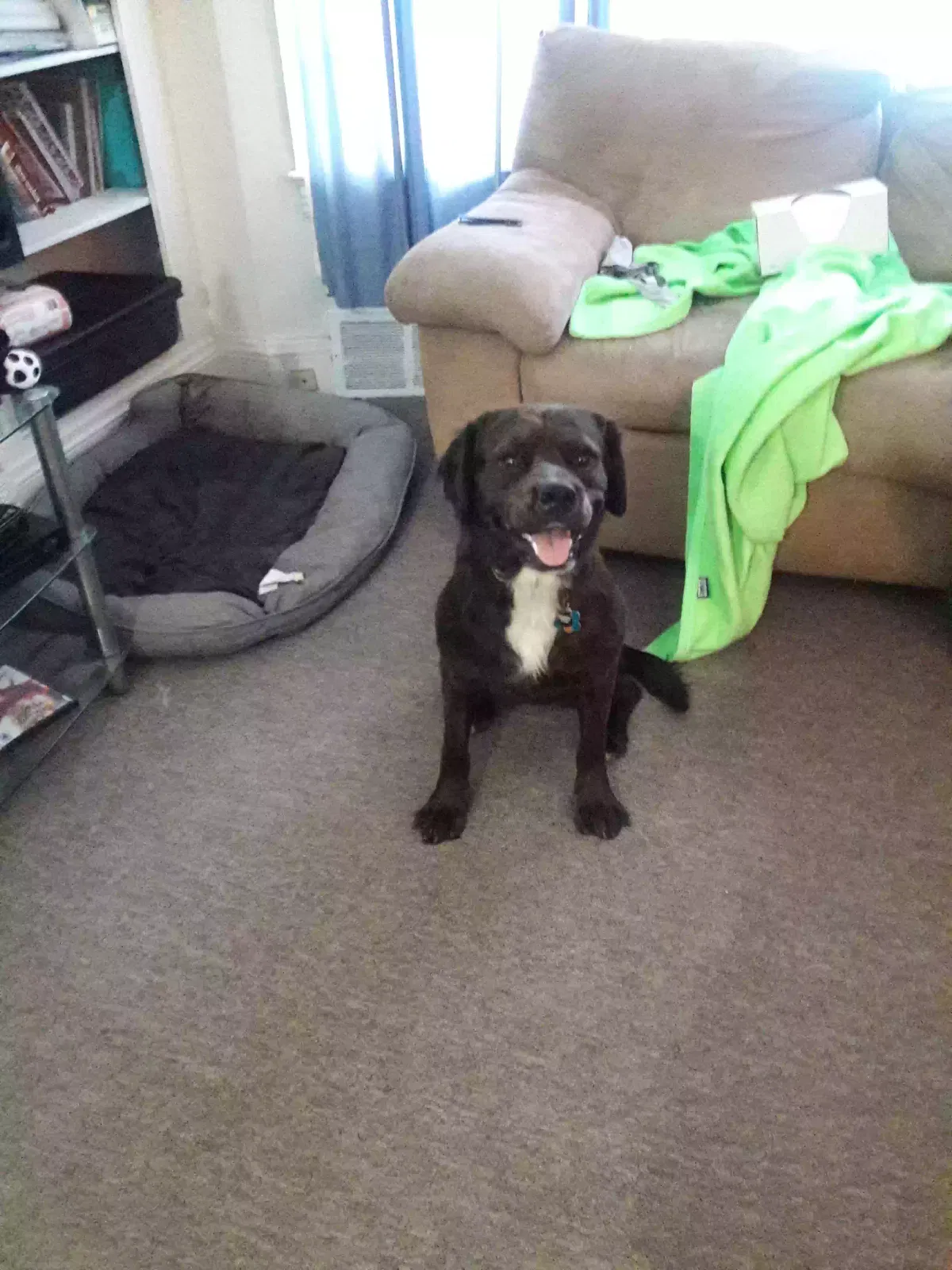 Found dog in Cleveland, OH, 44112