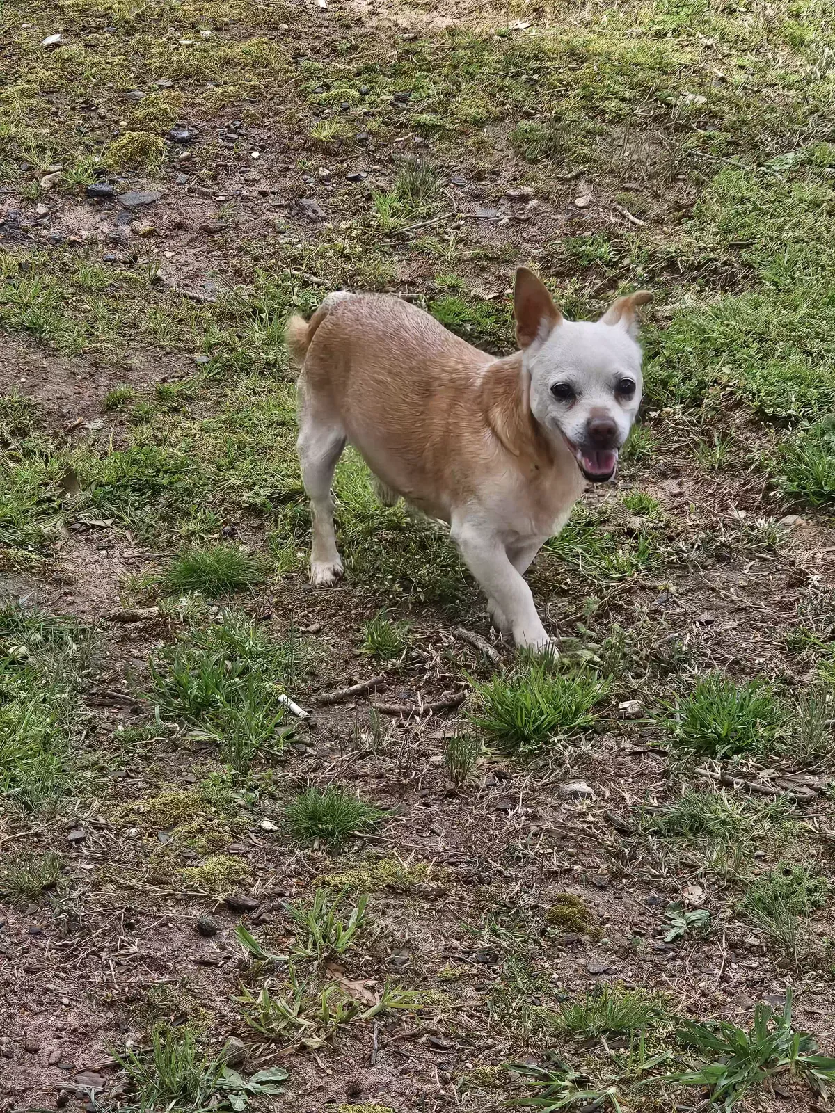 Found dog in Pendleton, SC, 29670