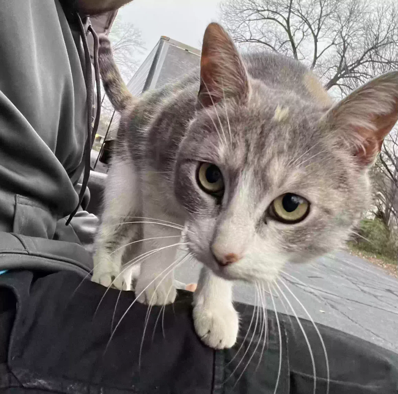 Found cat in Gainesville, GA, 30501