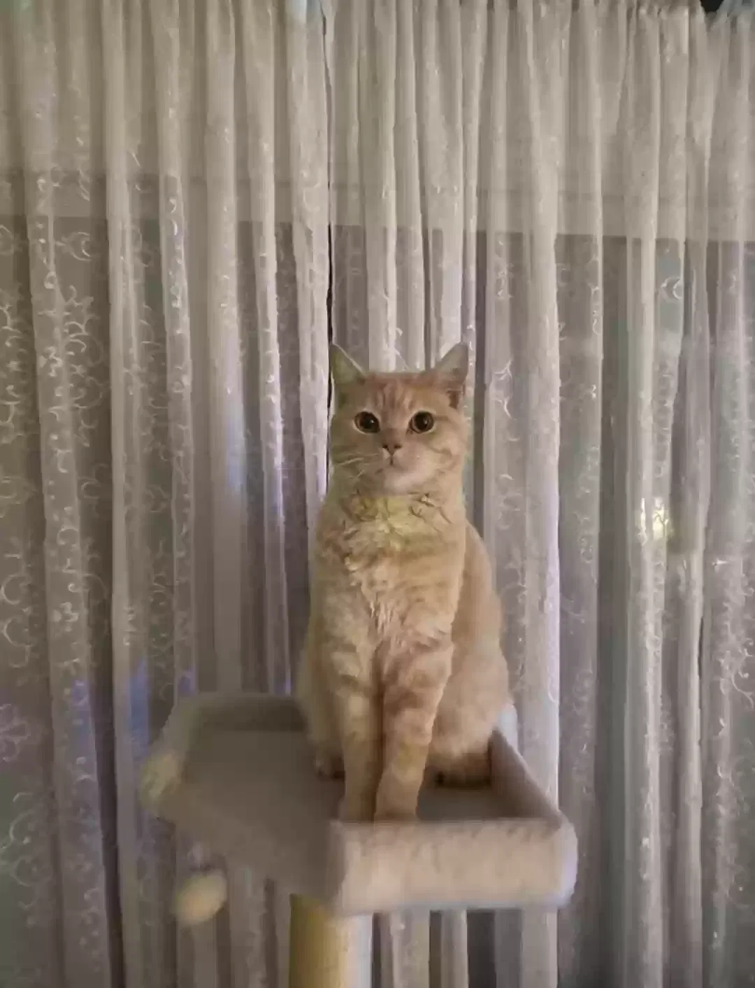 Lost cat in Pomona, CA, 91767