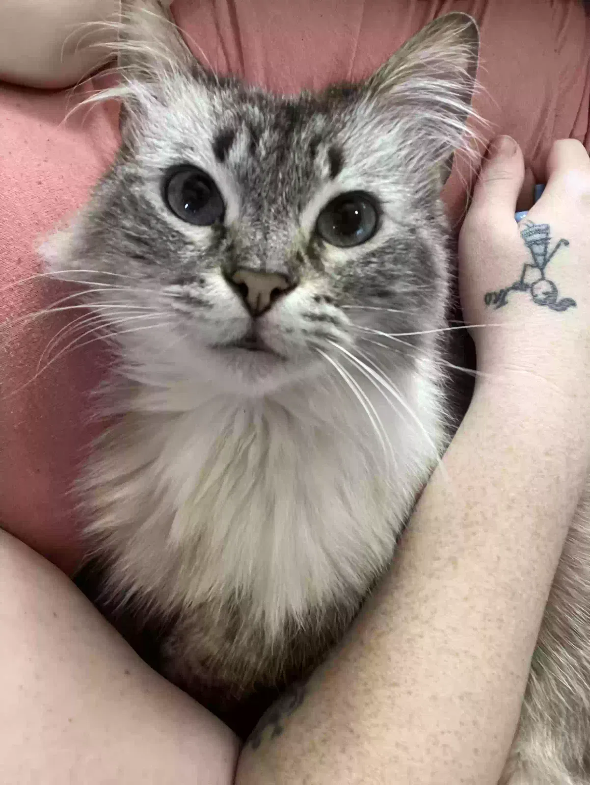Lost cat in Fort Wayne, IN, 46803