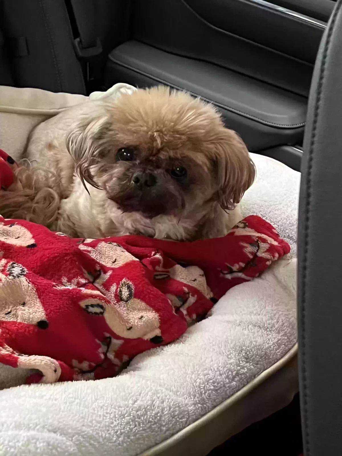 Lost dog in Nashville, TN, 37220