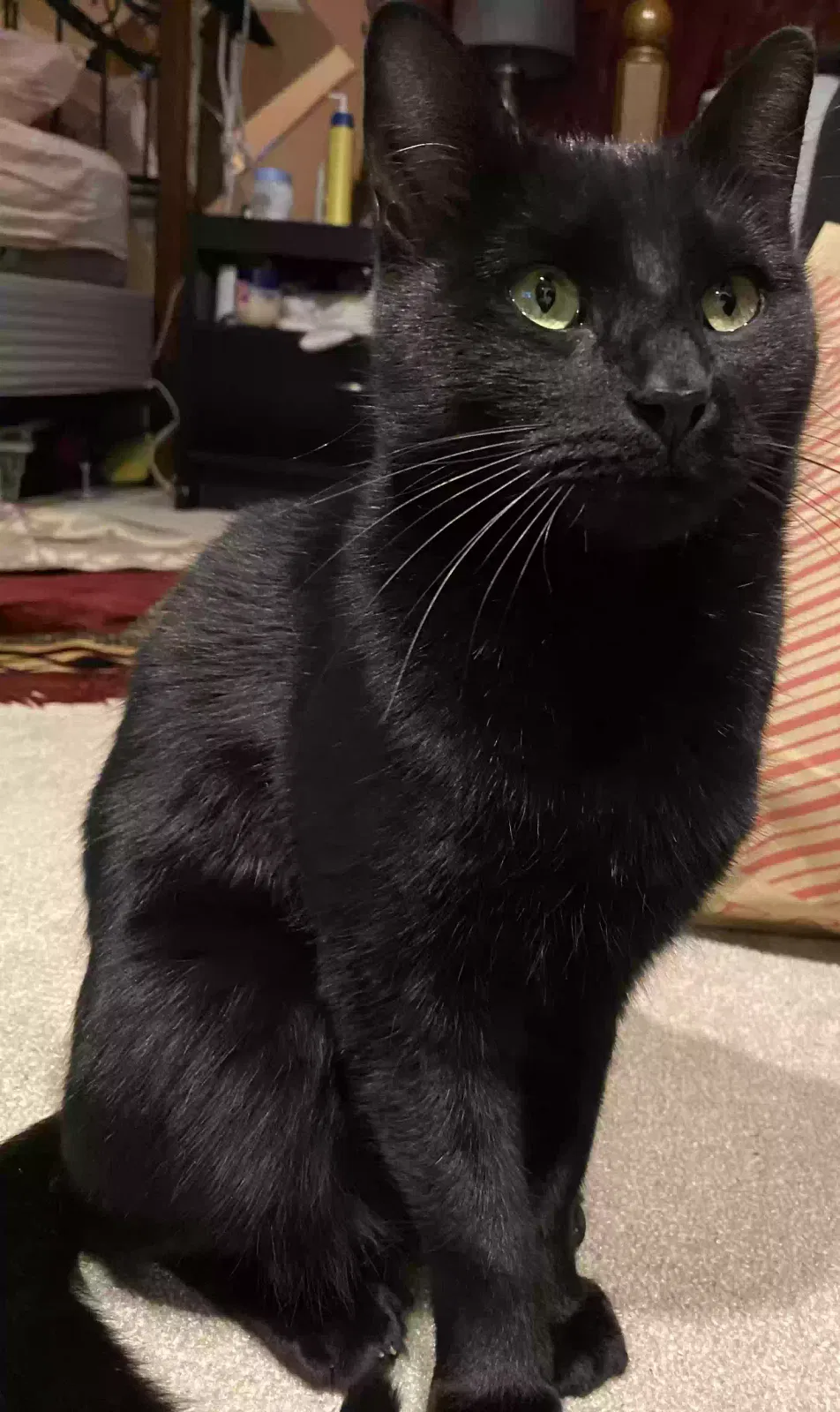 Lost cat in Valley Stream, NY, 11580