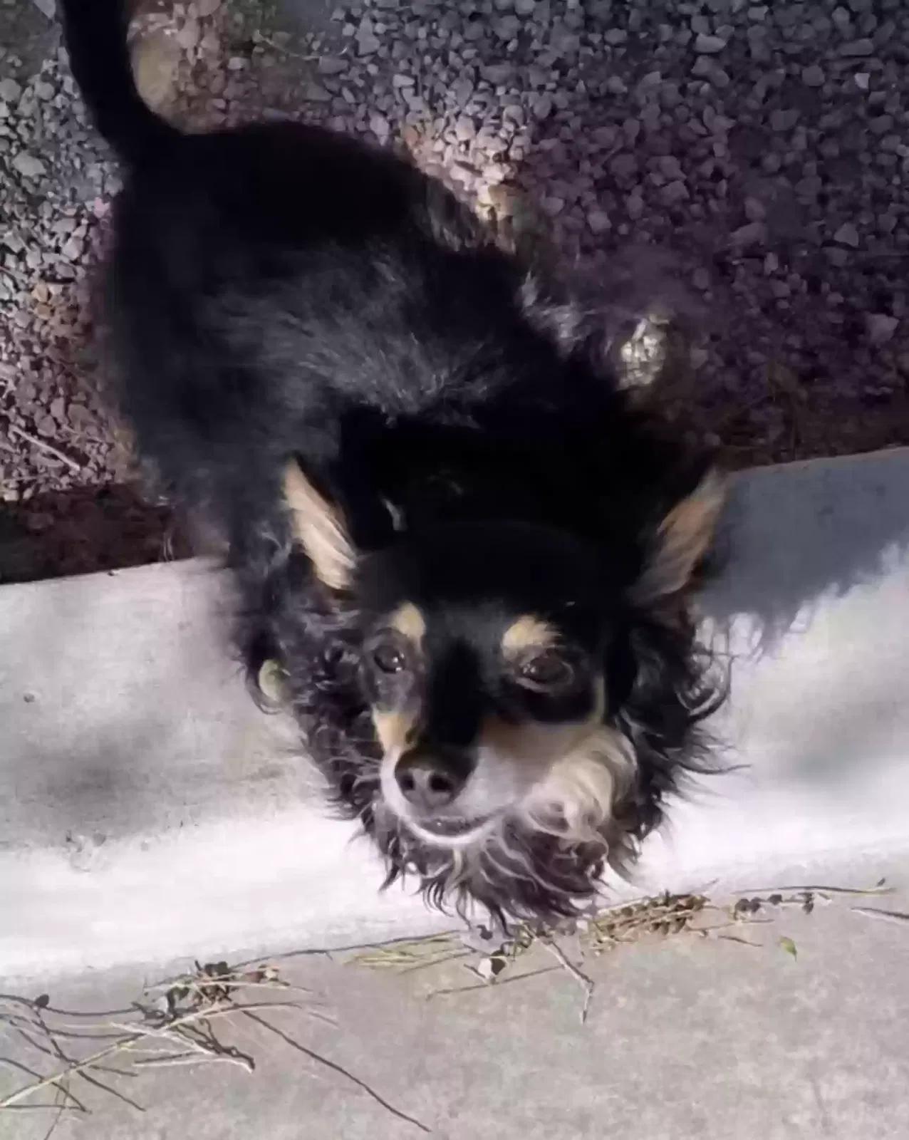 Lost dog in Las Vegas, NV, 89147