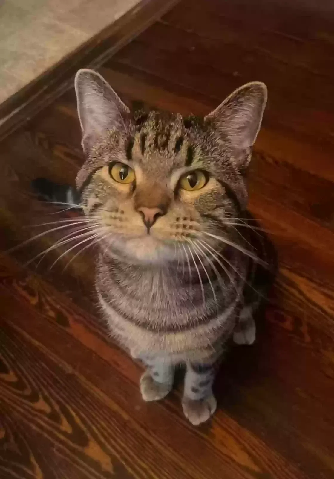 Lost cat in Saint Louis, MO, 63114